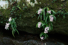 Sarcochilus fitzgeraldii
