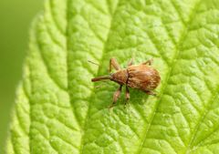 Anthonomus rectirostris