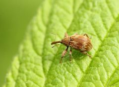 Anthonomus rectirostris