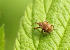 Anthonomus rectirostris