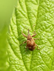 Anthonomus rectirostris