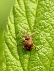 Anthonomus rectirostris