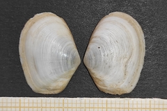 Macomopsis cumana