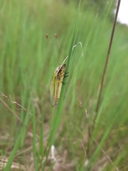 Libelloides ictericus