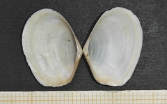 Macomopsis cumana