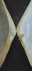 Macomopsis cumana