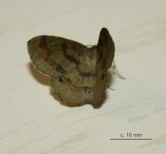 Lhommeia aediphlebia