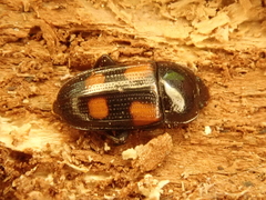 Ipidia binotata