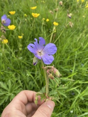 Geranium pratense