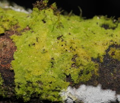 Coenogonium implexum