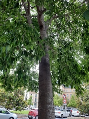 Celtis australis
