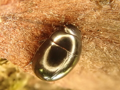 Coelostoma orbiculare