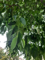 Celtis australis