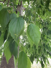 Celtis australis