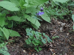 Aquilegia dumeticola
