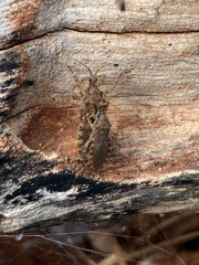 Lisarda