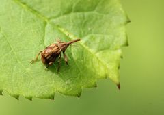 Anthonomus rectirostris