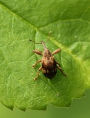 Anthonomus rectirostris