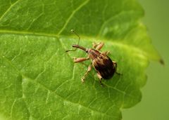 Anthonomus rectirostris