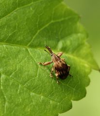 Anthonomus rectirostris