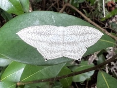 Acropteris ciniferaria