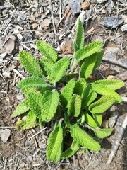 Lepechinia caulescens