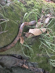 Euprepiophis conspicillata