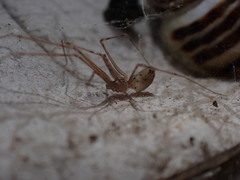 Spermophorides huberti