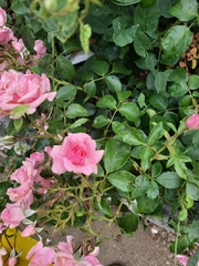 Rosa