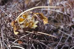 Thelocactus tulensis