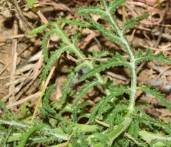 Crupina crupinastrum