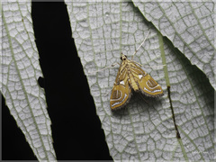 Paracymoriza cataclystalis