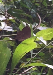 Faunis canens arcesilas