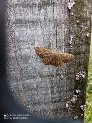 Cyclophora pendularia