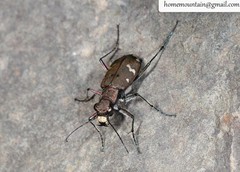 Cicindela gemmata