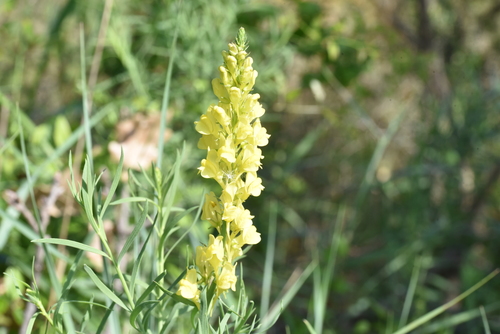 Image of Linaria angustissima by no rights reserved