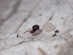 Crustulina scabripes