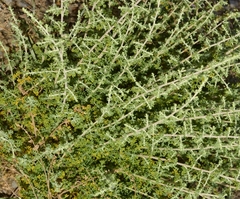 Artemisia barrelieri