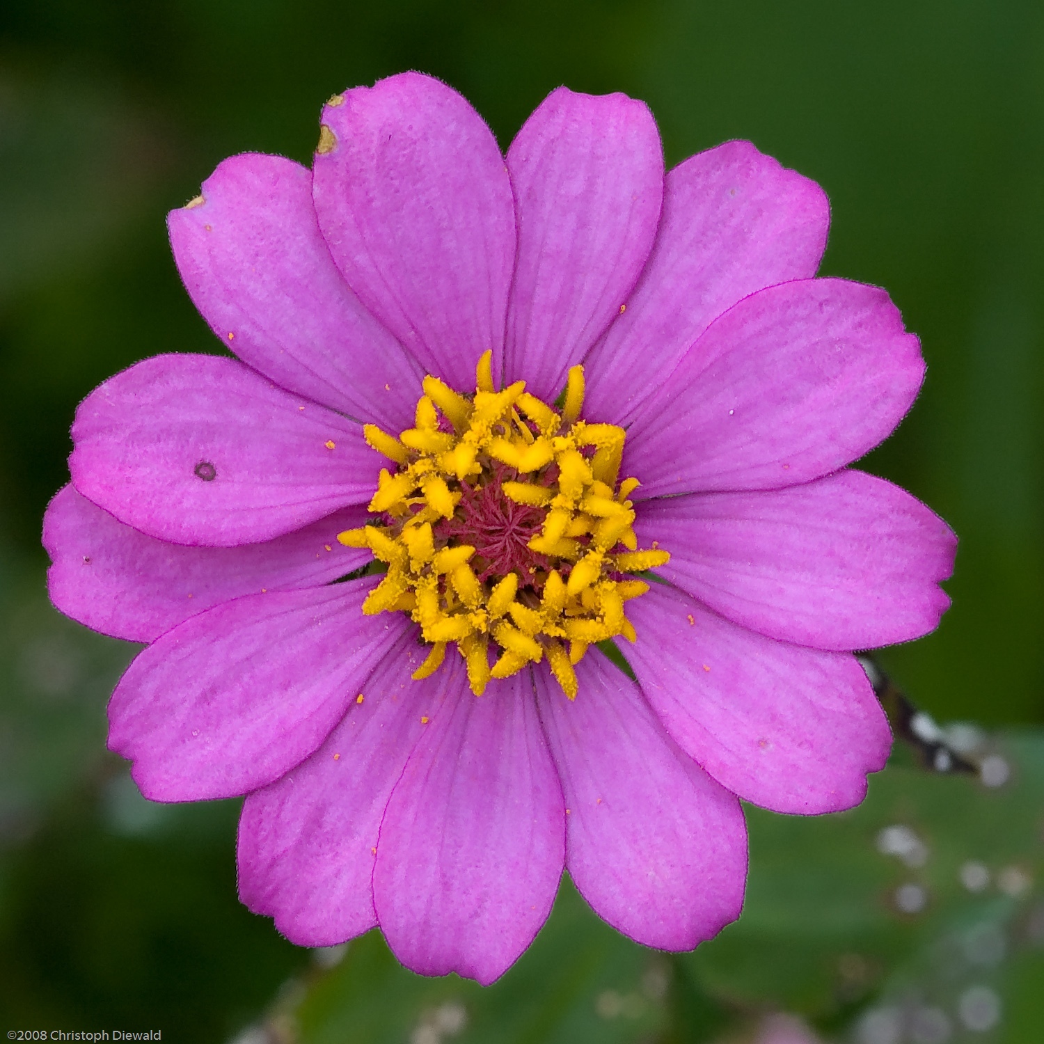 Zinnia