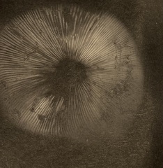 Melanoleuca exscissa