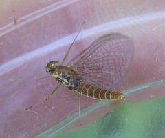 Rhithrogena semicolorata