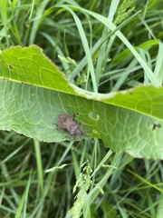 Coreus marginatus