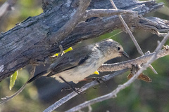 Certhidea fusca