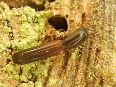 Colydium filiforme