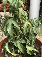 Passiflora × violacea