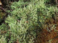 Cladonia darwinii