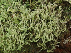 Cladonia darwinii