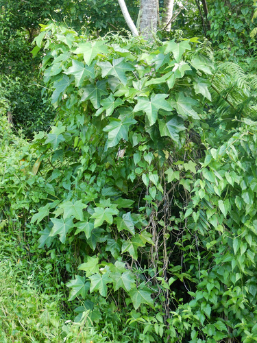 Indian walnut (Aleurites moluccanus)