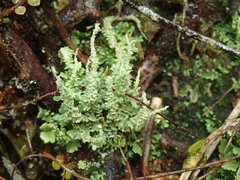 Cladonia darwinii