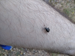 Deraeocoris trifasciatus
